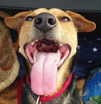 what colour should the roof of a dogs mouth be